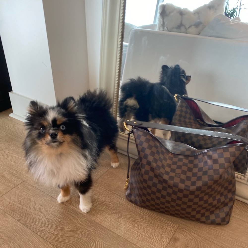 Louis Vuitton Delightful MM Damier Ebene